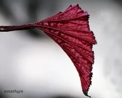 Begonia enves de la hoja