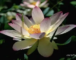 Nelumbo nucifera