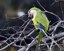 Myiopsitta monachus