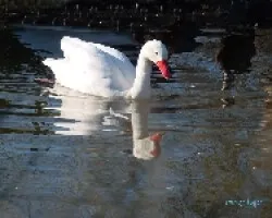 Blancos reflejos