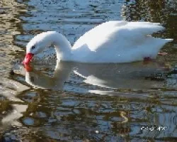 Beso!!!!