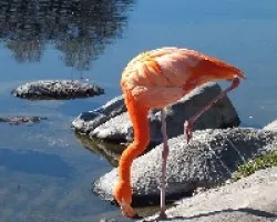 Phoenicopterus ruber
