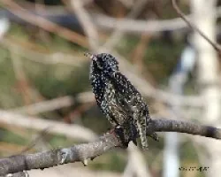Sturnus vulgaris
