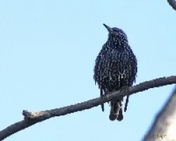 Sturnus vulgaris