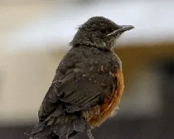Turdus rufiventris