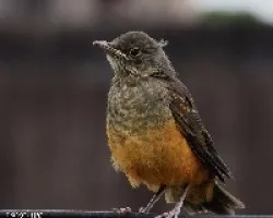 Turdus rufiventris