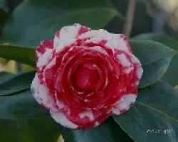 Camelia