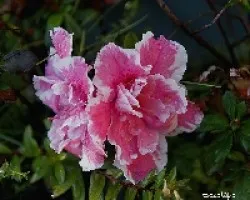Azalea