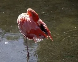 Phoenicopterus ruber