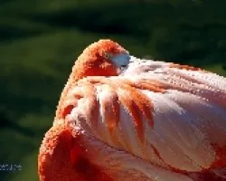 Phoenicopterus ruber