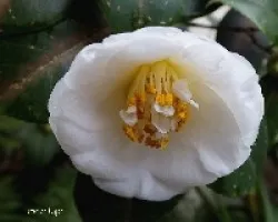 Camelia