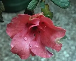Azalea