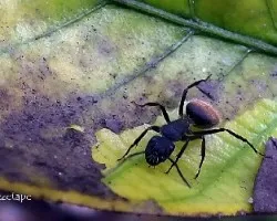 Hormiga