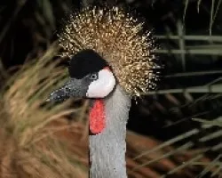 Grulla