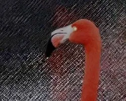 Flamenco