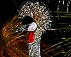 Grulla