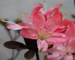 Azaleas