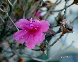 Azaleas