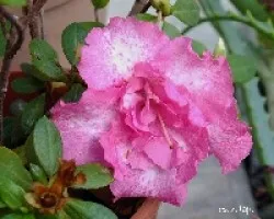 Azaleas
