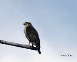 Buteo magnirostris