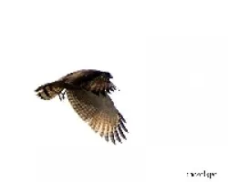 Buteo magnirostris