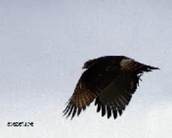 Buteo magnirostris