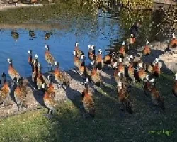 Patos