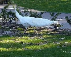 Pavo real