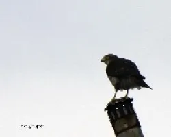 Buteo magnirostris