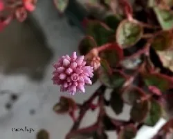 Polygonum capitatum