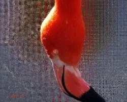 Flamenco