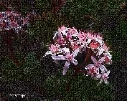 Flor de Crassula arborea