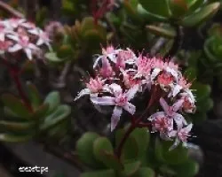 Crassula arborea