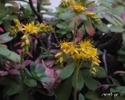 Sedum pachyphyllum  