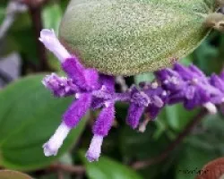 Salvia leucantha