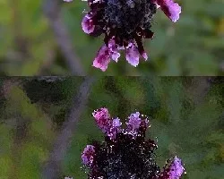 Cephalaria gigantea