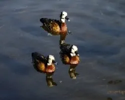 Patos