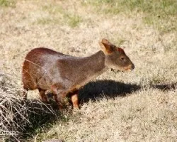 Pudu puda