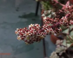 Crassula perforata