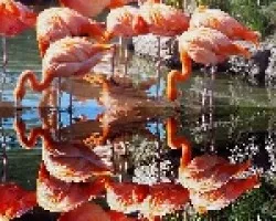 Flamencos