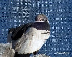 Condor
