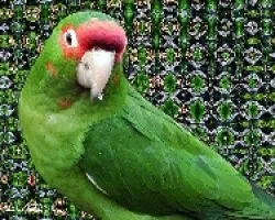 Loro