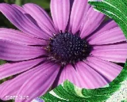 Dimorfoteca purpuree