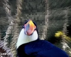 Ramphastos toco
