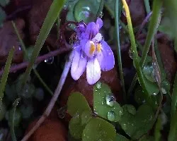 Cymbalaria muralis
