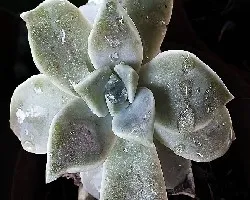 Graptopetalum paraguayense