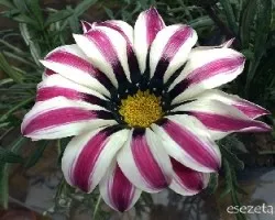 Gazania