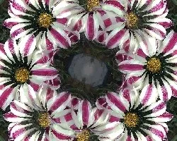 Gazania