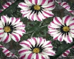 Gazania