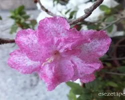 Azalea